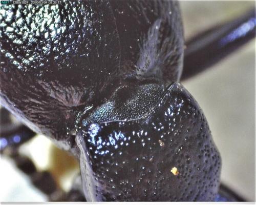 Meloe violaceus